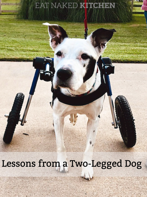 Lessons from a 2 legged dog pinterest